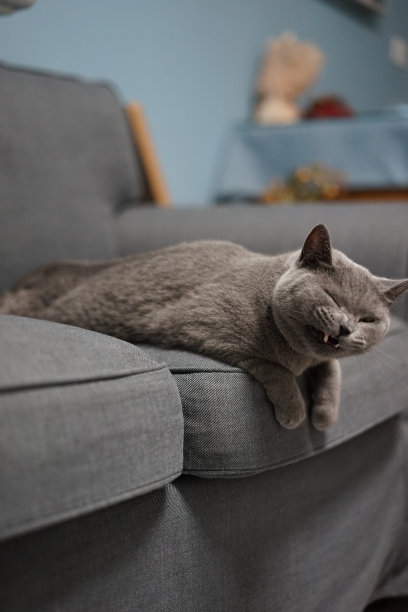 一只英国短毛蓝猫躺在沙发上图片下载