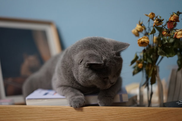 一只英国短毛蓝猫躺在书上图片下载