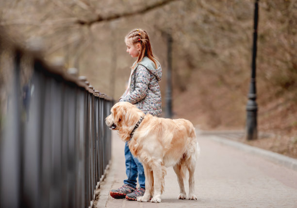 小女孩带着金毛猎犬在外面图片下载