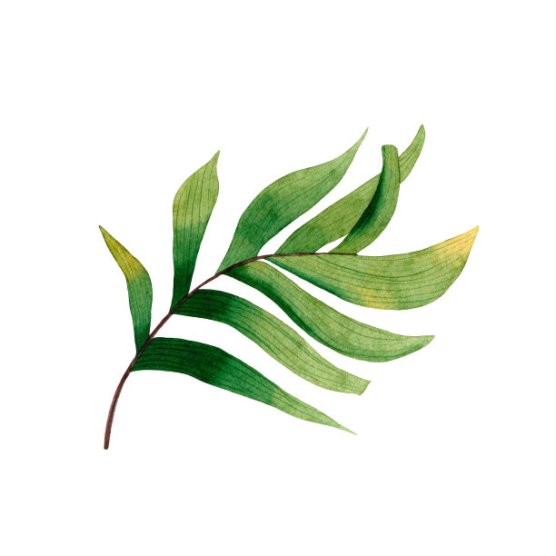 水彩手绘热带树叶孤立在白色背景。图片下载