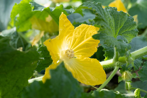 南瓜花和叶子。图片下载