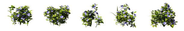一组隔离在白色上的草丛。婆婆纳属的植物。维罗妮卡。图片下载
