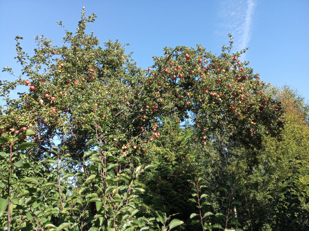 树上的苹果图片下载
