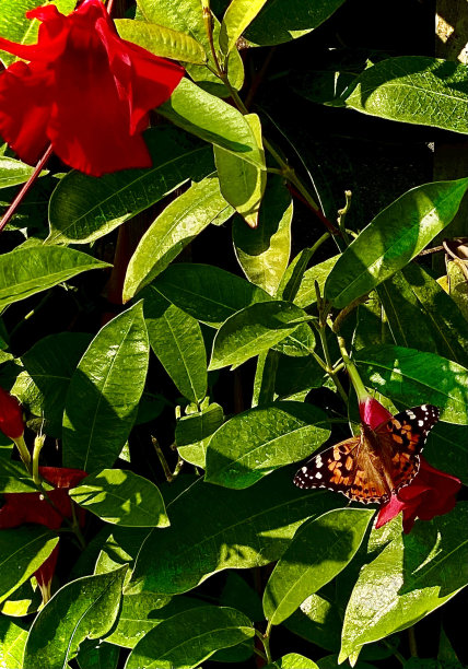 蝴蝶为曼德维尔花授粉图片下载