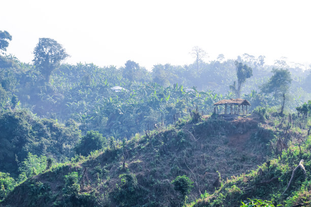滥砍滥伐的环境问题，热带雨林被毁用于油棕种植园。山林林间的树木砍伐了一片森林。图片下载
