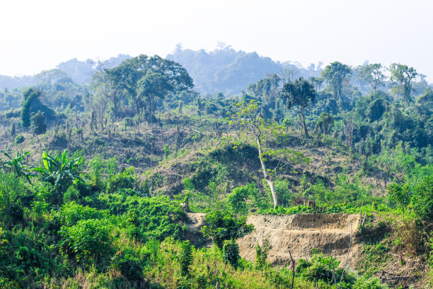 滥砍滥伐的环境问题，热带雨林被毁用于油棕种植园。山林林间的树木砍伐了一片森林。图片下载