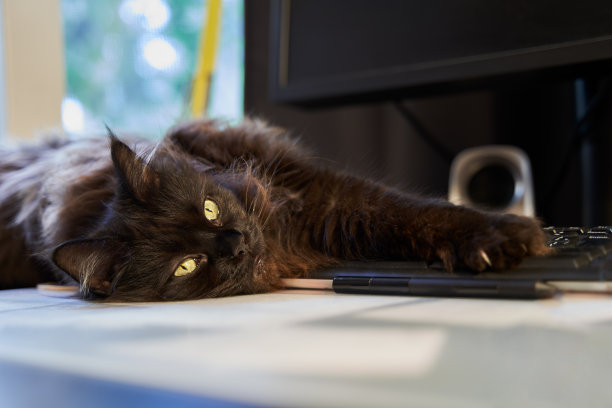 美丽的棕色主要浣熊猫满足延伸键盘。图片下载