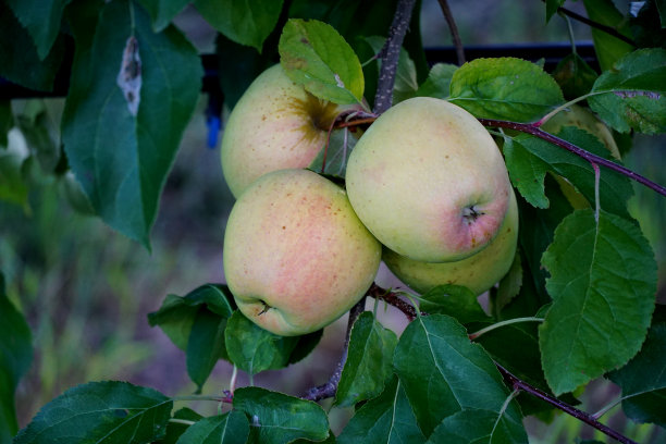 照片成熟的苹果在果园准备收割，早上拍摄图片下载