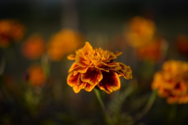 黄橙色的黑莓，万寿菊特写背景，在一个阳光明媚的日子，模糊的背景，花万寿菊特写背景在一个秋天阳光明媚的日子，橙色的万寿菊颜色，红色的花图片下载