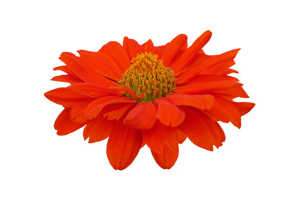 花朵孤立在白色背景上图片下载