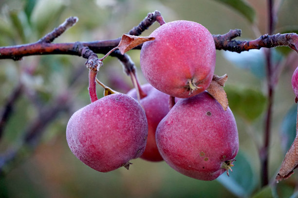 照片成熟的苹果在果园准备收割，早上拍摄图片下载