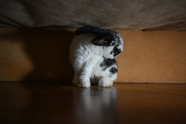 一只可爱的小兔子正坐在沙发下洗脸。一只小兔子在家里的画像图片下载