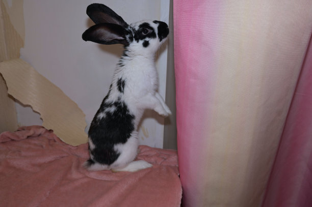 一只可爱的小兔子用后腿站在粉红色的毯子上，背景是一堵墙纸被撕破的墙。幽默图片下载