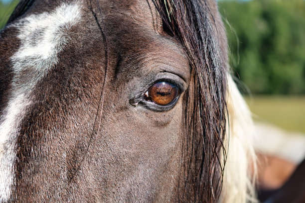 马头和眼睛的特写。图片下载