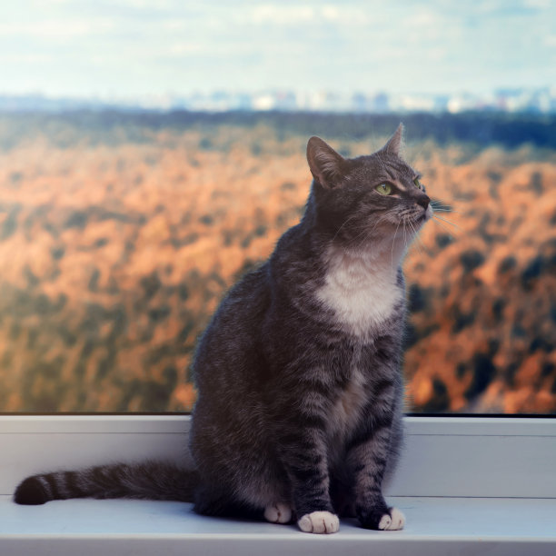 成年猫靠近灰色的窗户，宠物放在室内白色的窗台上图片下载