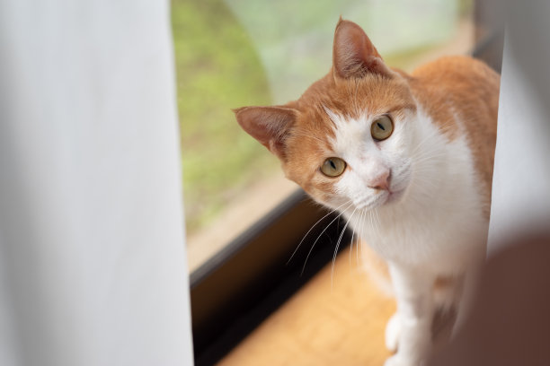 盯着猫图片下载