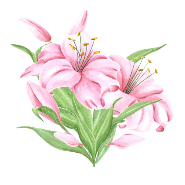 手绘水彩粉色百合花束与绿色的叶子在白色的背景。剪贴簿设计，排版海报，标签，横幅，明信片。图片下载