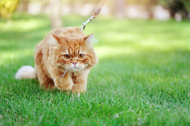 牵着皮带的猫在户外散步图片下载