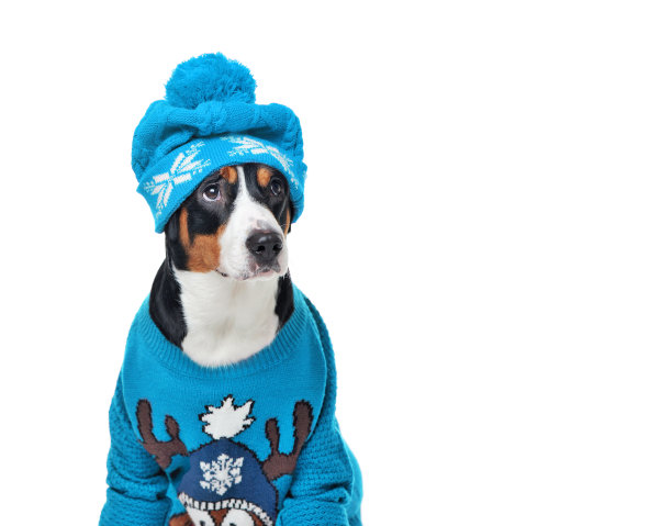 穿着蓝色针织衣服的狗看着一边图片下载