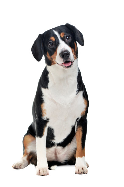 一只坐着的山地狗的全长图片图片下载