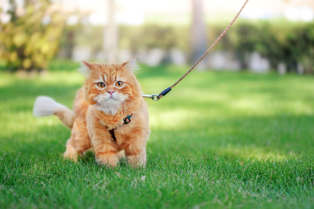 红色的长毛猫牵着皮带走图片下载