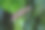 绿色植物上的孔雀石蝶。图片下载