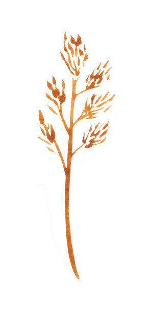 手绘水彩干花枝图片下载