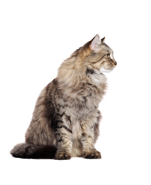 灰色的毛茸茸的坐着的猫看着旁边的白色背景图片下载