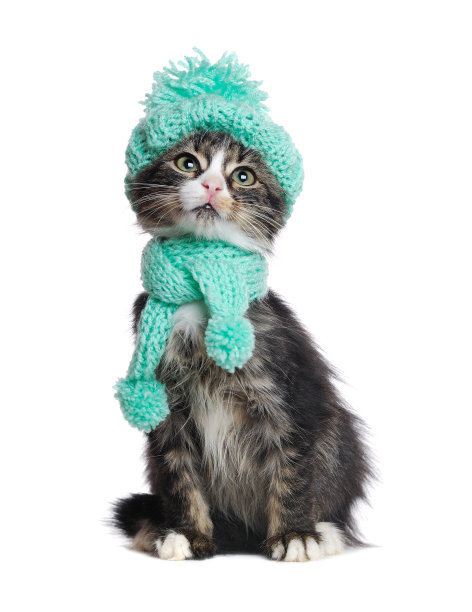 戴着帽子的小猫抬头望着复印区图片下载