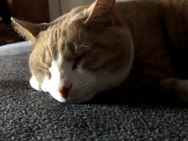 睡觉的猫图片下载