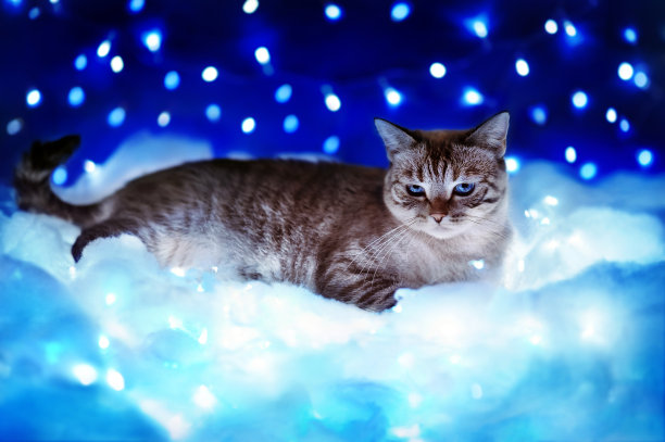 虎斑猫躺在毛茸茸的云朵上，星星映衬着天空图片下载