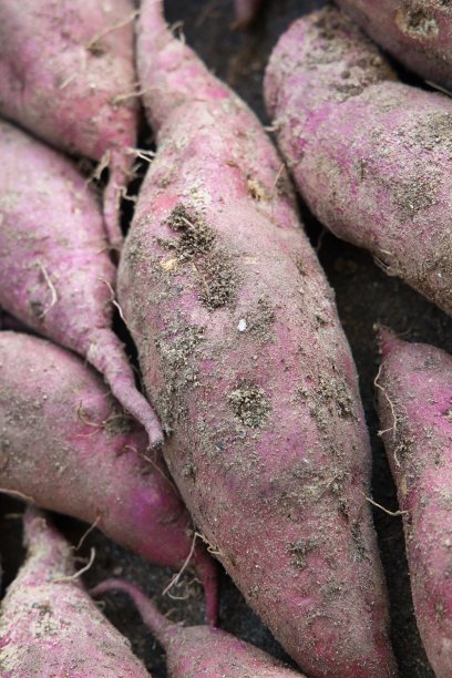 从地里收获了很多看起来很好吃的红薯图片下载