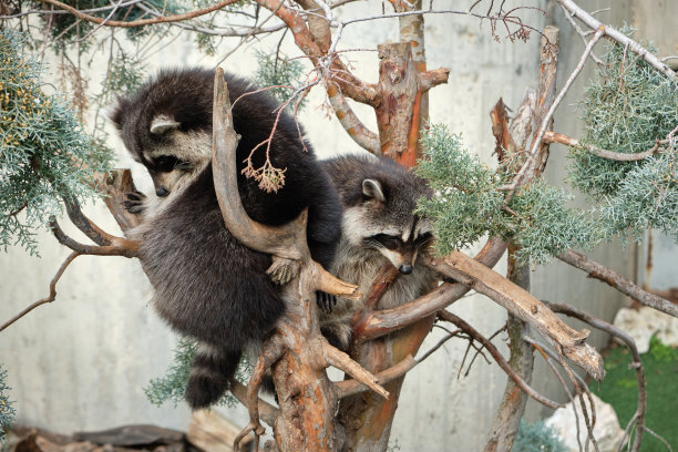 小熊猫又名小熊猫图片下载