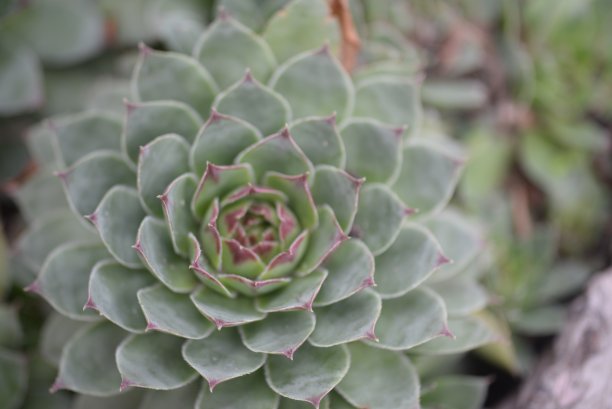抽象，Stonecrop，模糊照片，离焦，为背景，纹理，花田，渐变，花田，渐变，绿色，模糊背景，景天，灌木，多汁，厚叶植物粉色花图片下载