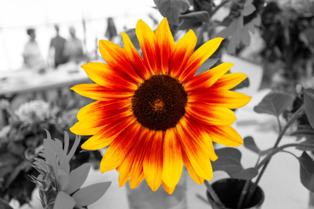 红色和黄色的花孤立图片下载