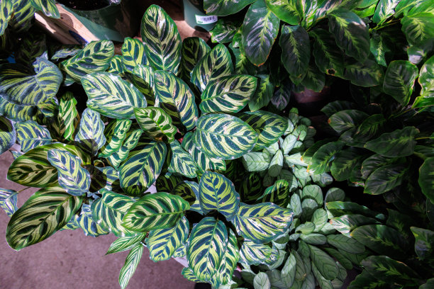 孔雀的植物图片下载