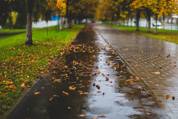 小雨打在沥青。落下的黄色栗子叶。下雨了。多雨的天气。秋天图片下载
