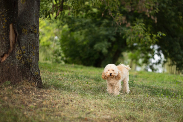 草坪上可爱的毛茸茸的玩具贵宾犬图片下载