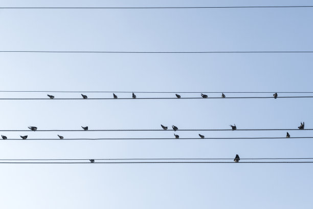 喜鹊排成一排图片下载