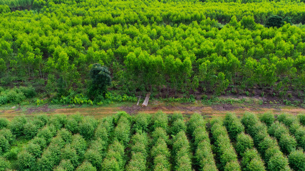 鸟瞰图，一条土路穿过乡村桉树种植园美丽的绿地。泰国桉树林俯视图。自然景观背景。图片下载