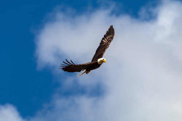 少年秃鹰图片下载