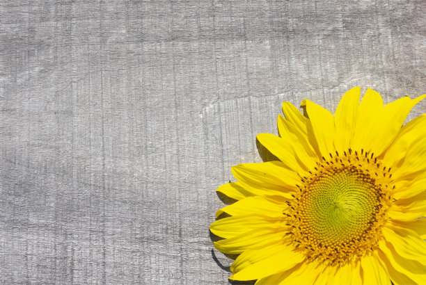 旧木板上的向日葵图片下载