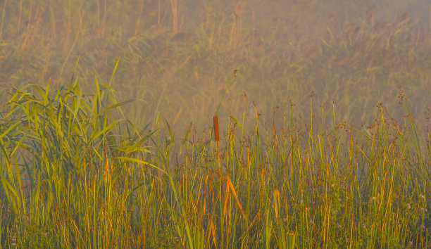 秋天日出的阳光下，雾蒙蒙的湖边，芦苇和枯萎的野花点缀着湿地图片下载