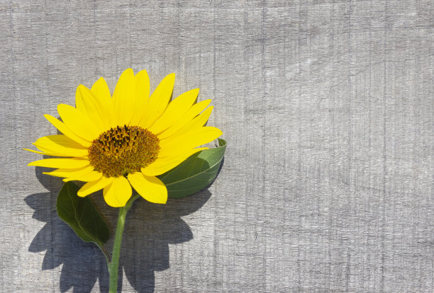 旧木板上的向日葵图片下载