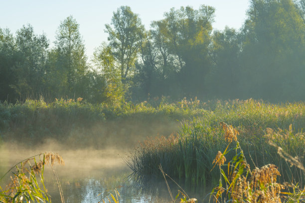 秋天日出的阳光下，雾蒙蒙的湖边，芦苇和枯萎的野花点缀着湿地图片下载