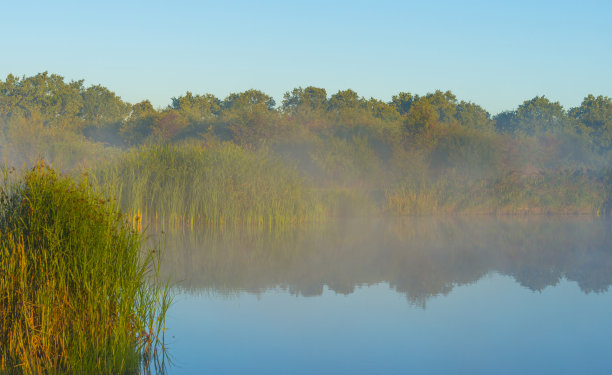 秋天日出的阳光下，雾蒙蒙的湖边，芦苇和枯萎的野花点缀着湿地图片下载