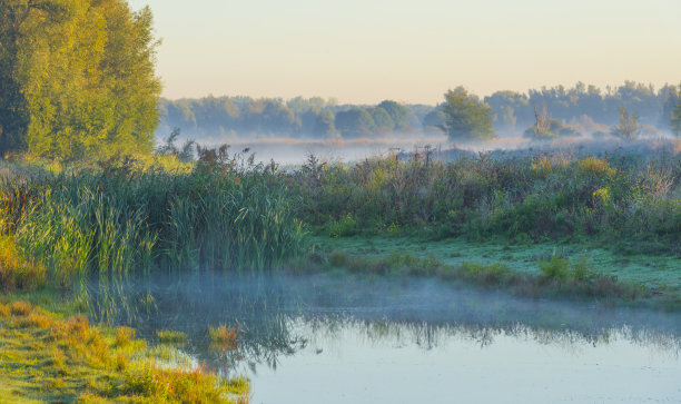 秋天日出的阳光下，雾蒙蒙的湖边，芦苇和枯萎的野花点缀着湿地图片下载