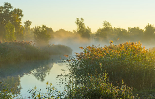 雾蒙蒙的湖边，在秋天日出的阳光下，芦苇和湿地上的鸟图片下载