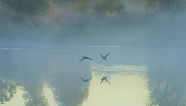 雾蒙蒙的湖边，在秋天日出的阳光下，芦苇和湿地上的鸟图片下载