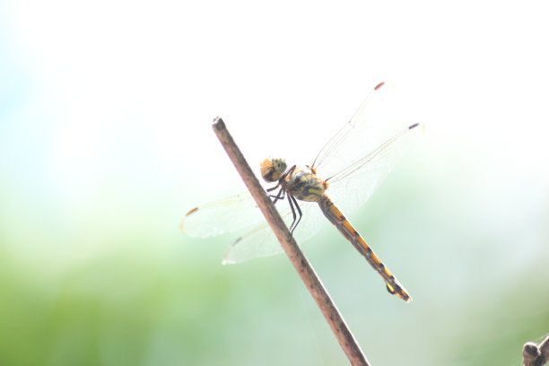 蜻蜓图片下载